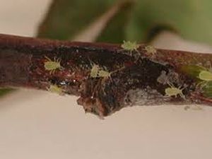 uploads/images/pest/lilly tulip bulb aphid.jpg